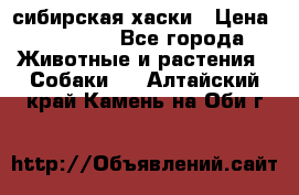 l: сибирская хаски › Цена ­ 10 000 - Все города Животные и растения » Собаки   . Алтайский край,Камень-на-Оби г.